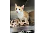 Adopt Creamsicle a White Domestic Mediumhair / Domestic Shorthair / Mixed cat in