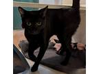 Adopt Onyx - PENDING ADOPTION a All Black Domestic Shorthair / Domestic