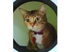 Adopt Shama - AVAILABLE a Orange or Red Domestic Shorthair / Domestic Shorthair
