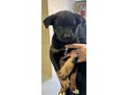 Adopt Alice a Black German Shepherd Dog / Mixed dog in Madera, CA (41454262)