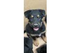Adopt Taylor a Black German Shepherd Dog / Mixed Breed (Medium) / Mixed (short