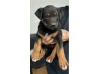 Adopt Paislie a Black German Shepherd Dog / Mixed Breed (Medium) / Mixed (medium