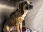 Adopt Dingo a Brown/Chocolate Shepherd (Unknown Type) / Mixed dog in Baton