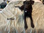Adopt Arthur a Black Retriever (Unknown Type) / Mixed dog in Fort Worth