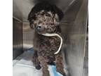Adopt Neo a Poodle