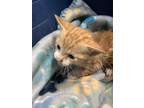 Adopt k1 a Orange or Red Domestic Shorthair / Domestic Shorthair / Mixed cat in