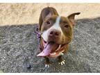 Adopt King a Red/Golden/Orange/Chestnut American Pit Bull Terrier / Mixed dog in