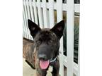 Adopt WEST a Black Rhodesian Ridgeback / Mixed dog in Huntington Beach