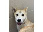 Adopt Minx a Tan/Yellow/Fawn Husky / Mixed dog in Espanola, NM (41451214)