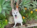 Adopt COLORADO a White Husky / Mixed dog in Huntington Beach, CA (41316365)