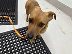 Adopt Luigi a Red/Golden/Orange/Chestnut Mixed Breed (Small) / Mixed dog in