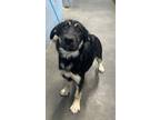 Adopt Stormy a Black German Shepherd Dog / Mixed Breed (Medium) / Mixed (short