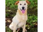 Adopt Sloane 24-05-038 a Yellow Labrador Retriever