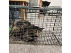 Adopt 24-72 a All Black Domestic Shorthair / Domestic Shorthair / Mixed cat in