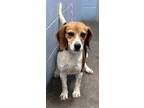 Adopt Dove (HW-) a Black Beagle / Mixed (short coat) dog in Owensboro