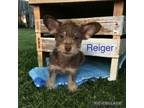 Adopt Reiger a Cairn Terrier, Terrier