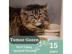 Adopt Tomoegozen a Brown Tabby Domestic Longhair / Mixed Breed (Medium) / Mixed