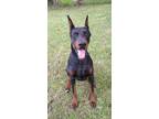 Adopt Diesel a Black - with Tan, Yellow or Fawn Doberman Pinscher / Mixed dog in
