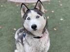 Adopt Sonya a Black Husky / Mixed dog in Phoenix, AZ (40712921)