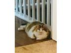 Adopt Lucy a Calico or Dilute Calico Calico / Mixed (medium coat) cat in