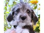 Adopt Linda a White - with Black Wirehaired Fox Terrier / Terrier (Unknown Type