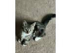 Adopt Shadow a Gray or Blue (Mostly) Tabby / Mixed (medium coat) cat in