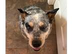 Adopt Shiner a White - with Gray or Silver Texas Heeler / Mixed dog in Wichita
