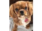 Adopt Garrett a Red/Golden/Orange/Chestnut Cavalier King Charles Spaniel / Mixed