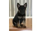 Adopt Franki a Black - with Tan, Yellow or Fawn German Shepherd Dog / Mixed dog