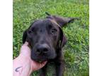 Adopt Felix a Black Labrador Retriever