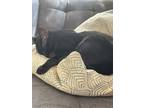 Adopt Gambino (aka Bino) a All Black Bombay / Mixed (short coat) cat in