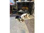 Adopt MoMoney a Brown/Chocolate - with White Cavalier King Charles Spaniel /