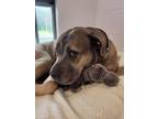Adopt Gloria a Presa Canario / Pit Bull Terrier / Mixed dog in Nanaimo