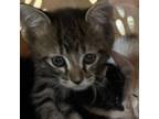 Adopt Daniel a Domestic Short Hair