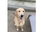 Adopt Deacon *adoption Pending* a Golden Retriever / Mixed dog in Kelowna