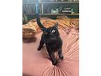 Adopt Magpie a All Black Domestic Shorthair / Mixed (short coat) cat in