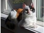 Adopt Jolene a Domestic Mediumhair / Mixed cat in Salmon Arm, BC (41455407)
