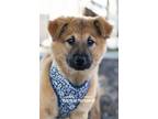 Adopt DIAMOND PUP Crissy a Brown/Chocolate - with Black Shepherd (Unknown Type)
