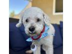 Adopt Burbank a Poodle