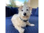 Adopt Toby Trampoline a Terrier