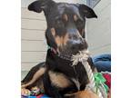 Adopt Happy a Doberman Pinscher / German Shepherd Dog / Mixed dog in Victoria