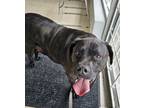 Adopt Reese a Labrador Retriever / Pit Bull Terrier / Mixed dog in Vancouver