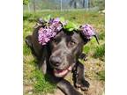Adopt Daphne a Mastiff / Mixed dog in Castlegar, BC (41164724)
