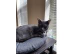 Adopt Blue a Gray or Blue (Mostly) Domestic Shorthair / Mixed (short coat) cat