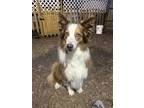 Adopt DOLLY a Brown/Chocolate - with White Australian Shepherd / Mixed dog in