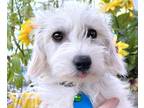 Adopt Lana a White Maltipoo / Scottie, Scottish Terrier / Mixed dog in Hondo