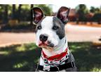 Adopt Muscle Man a American Staffordshire Terrier dog in Wheaton, IL (41455387)