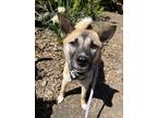 Adopt Corelle a Jindo dog in LONG ISLAND CITY, NY (41223276)