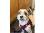 Adopt MacGuiness a Shih Tzu dog in LONG ISLAND CITY, NY (41415271)