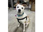 Adopt River a White - with Tan, Yellow or Fawn Mixed Breed (Medium) / Mixed dog